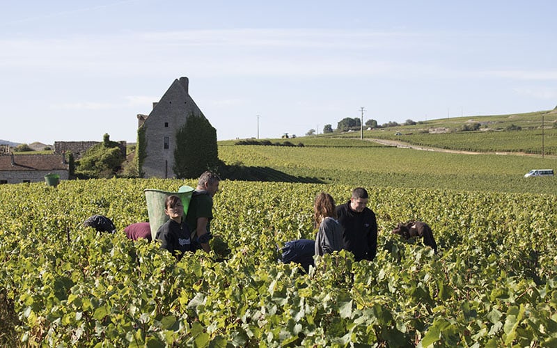 Vendanges Abbaye de Morgeot - Maison Pierre Brisset