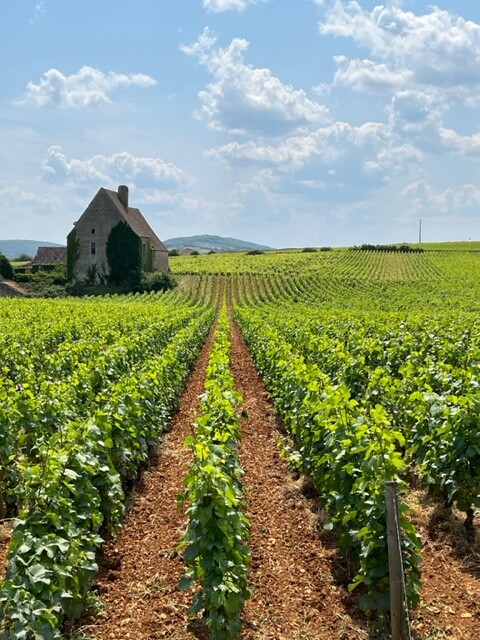 Vignes Chassagne Montrachet Abbaye de Morgeot - Pierre Brisset