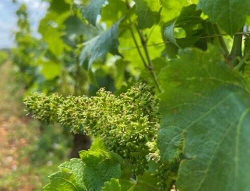 Floraison des Vignes de Chardonnay