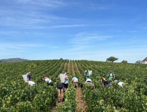 Vendanges 2023